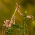 Insectes